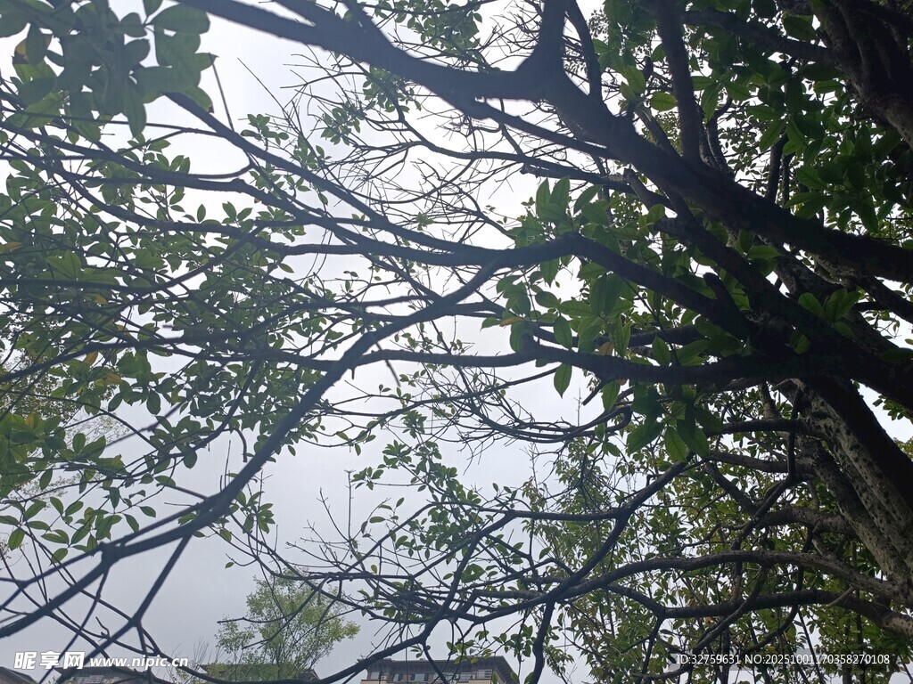 透過枝葉看天空