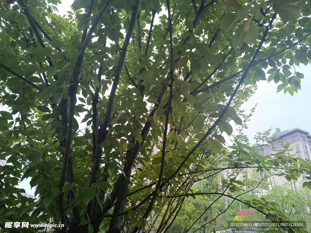 繁茂綠樹間的房屋一角