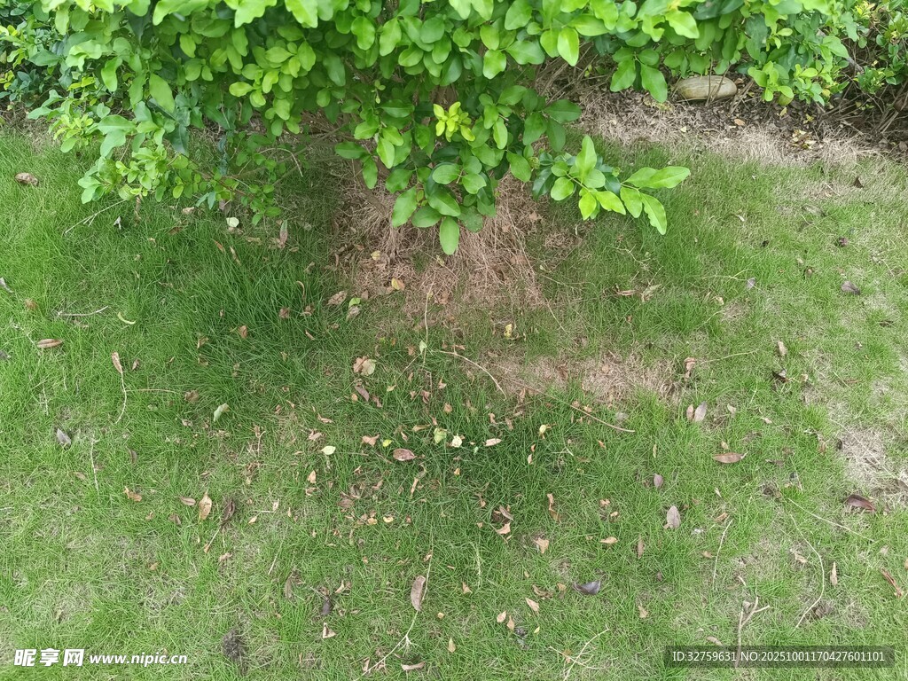樹(shù)下綠意盎然的草地景象