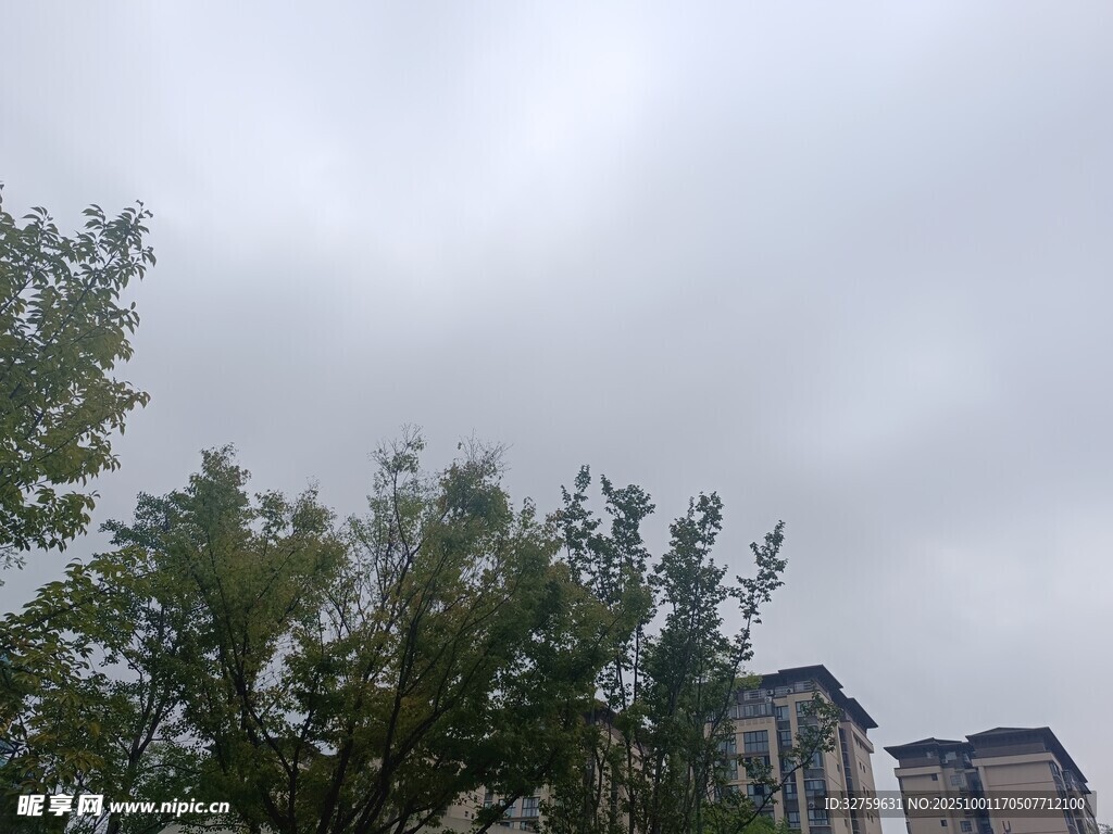 陰天時(shí)的樹(shù)木與高樓