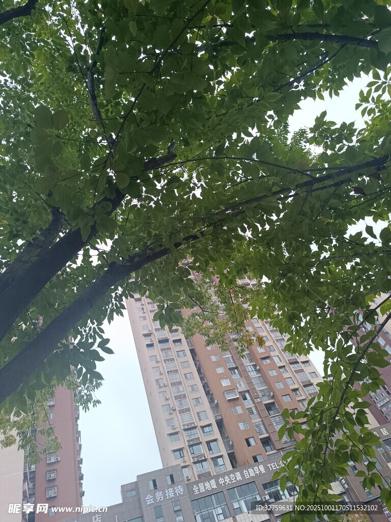 綠樹掩映下的高樓
