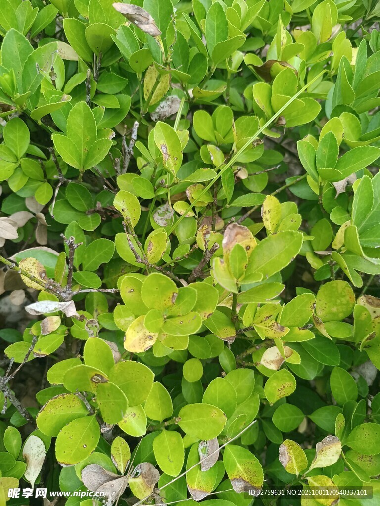 翠綠三葉草植物景觀