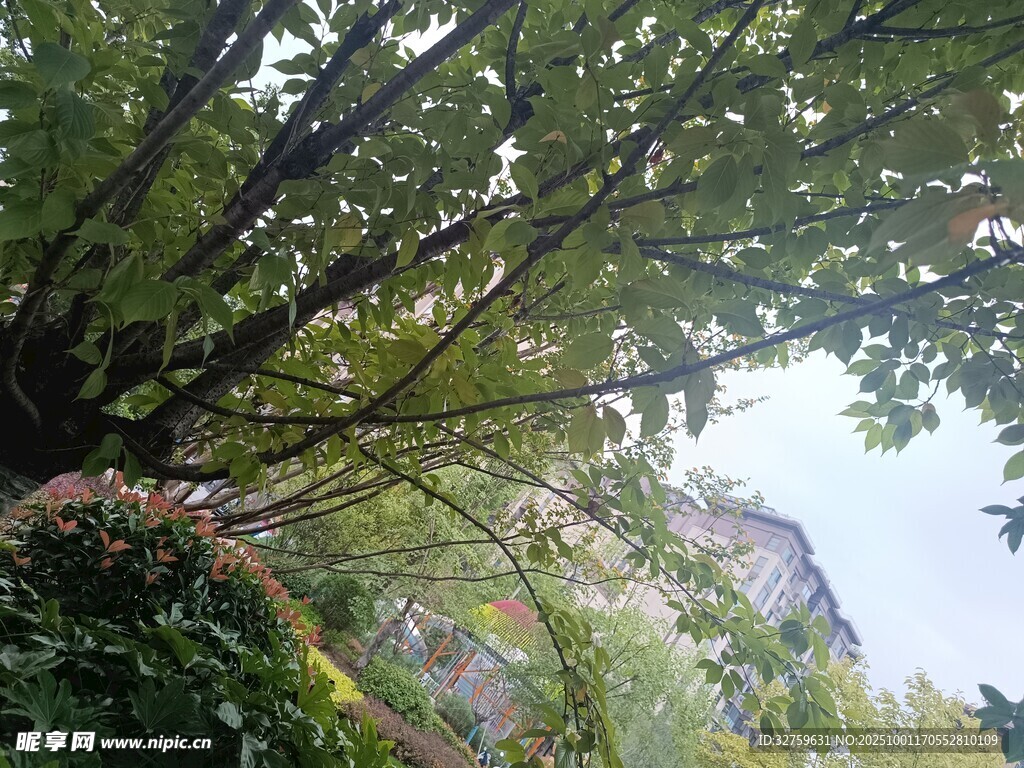 仰視繁茂枝葉與藍(lán)天
