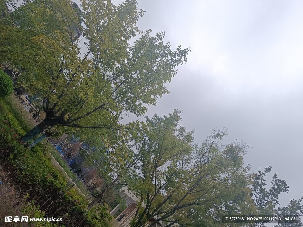 陰天中的蔥郁樹木景觀