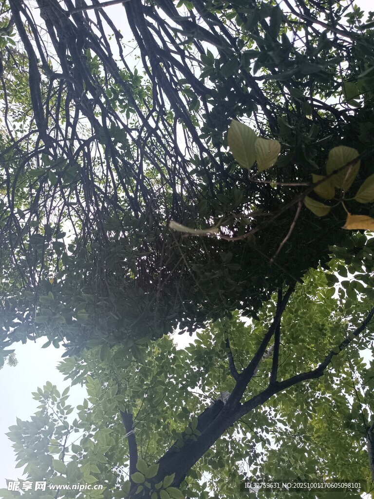 仰視繁茂樹枝與綠葉