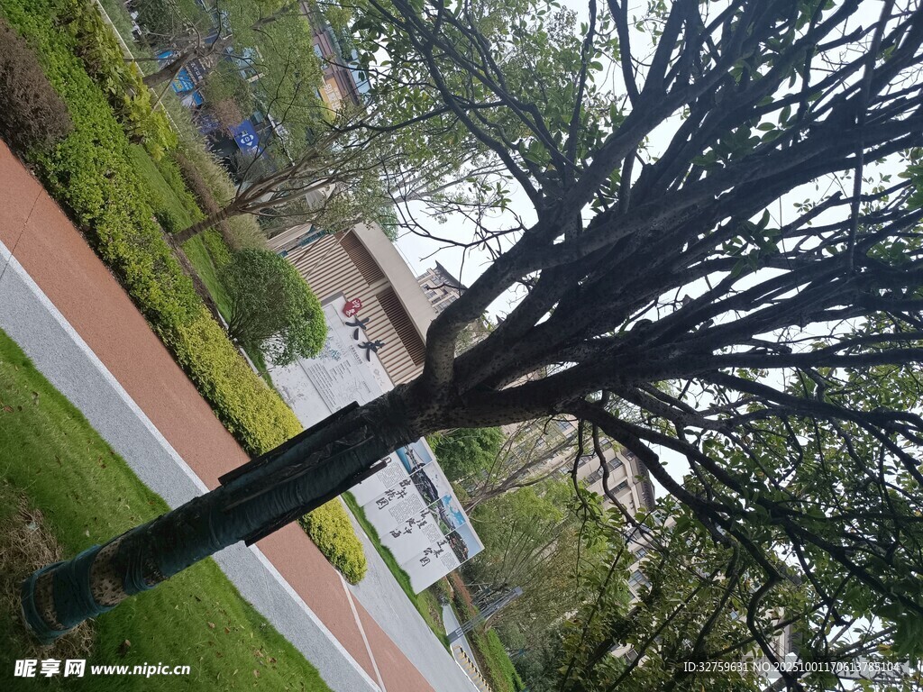 路邊光禿樹木景觀