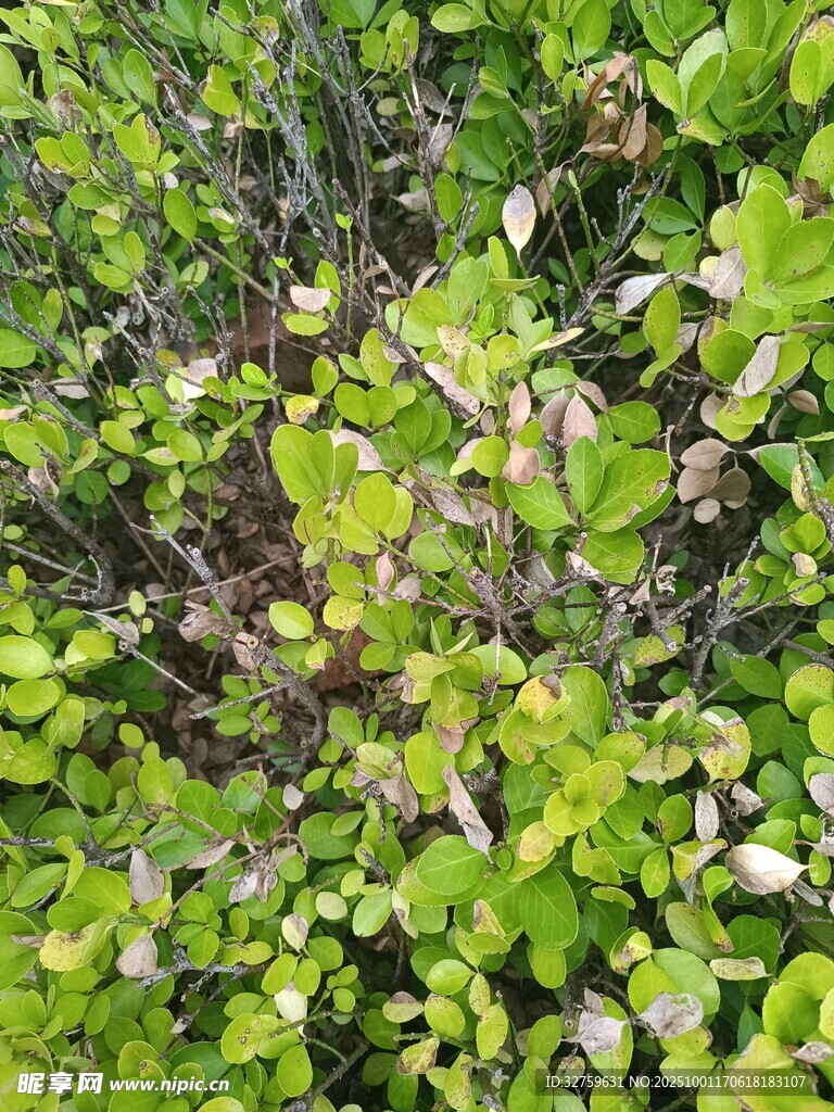 翠綠繁茂的植物景觀