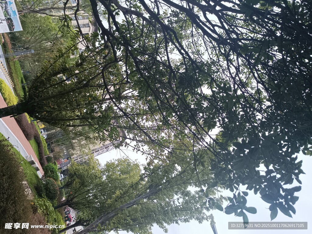 繁茂綠樹營造清新景致