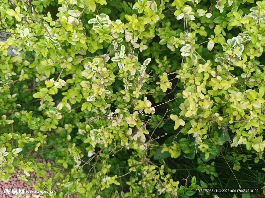 翠綠繁茂的灌木叢