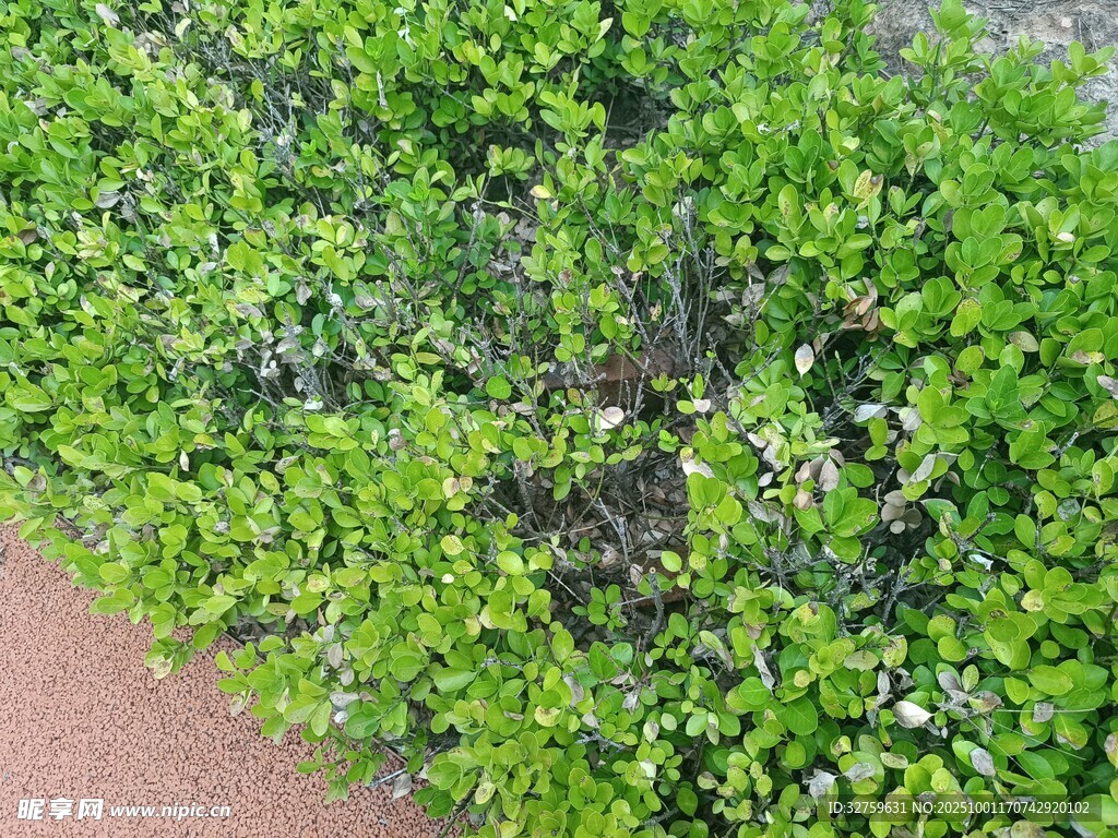 翠綠繁茂的灌木叢景觀