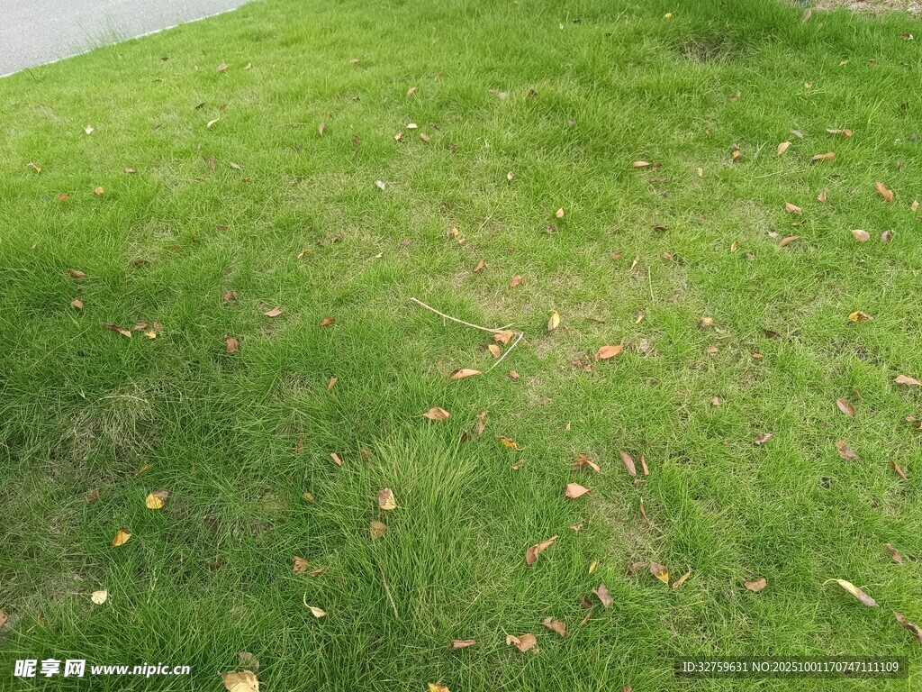 翠綠草地