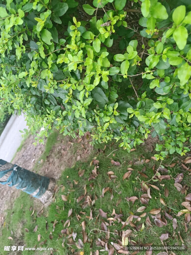 草叢中的金屬物件