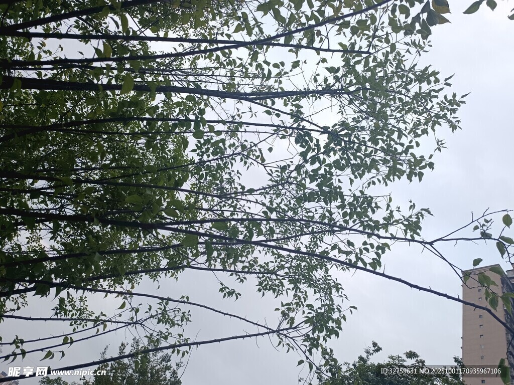 透過(guò)樹(shù)枝望天空