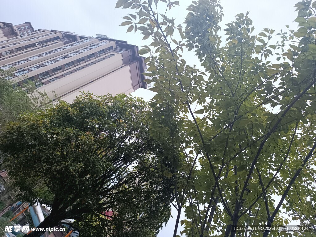 樓前綠樹景致