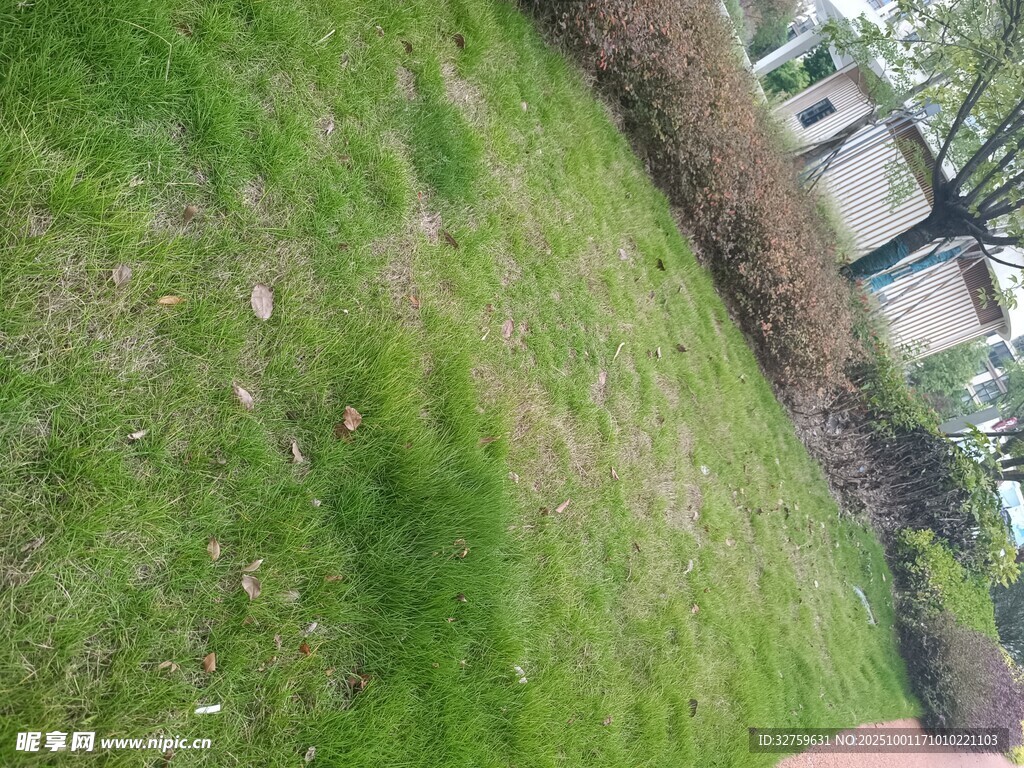 戶外草地景象