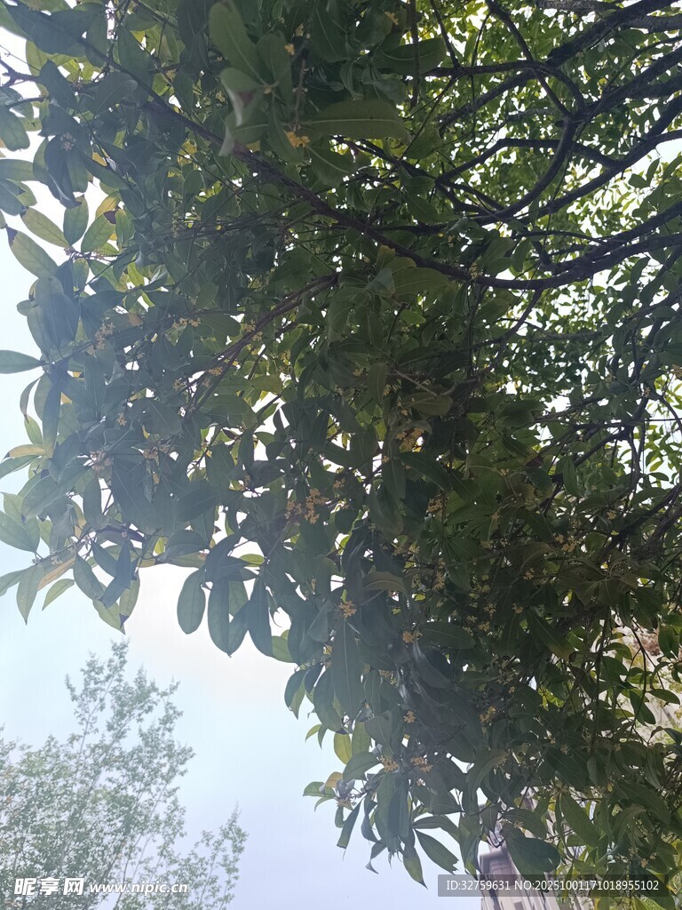 仰視繁茂枝葉