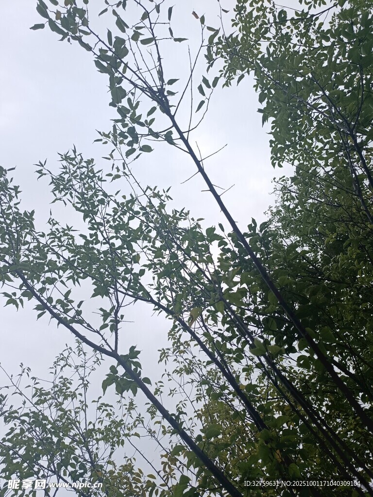 仰視茂密樹林枝葉