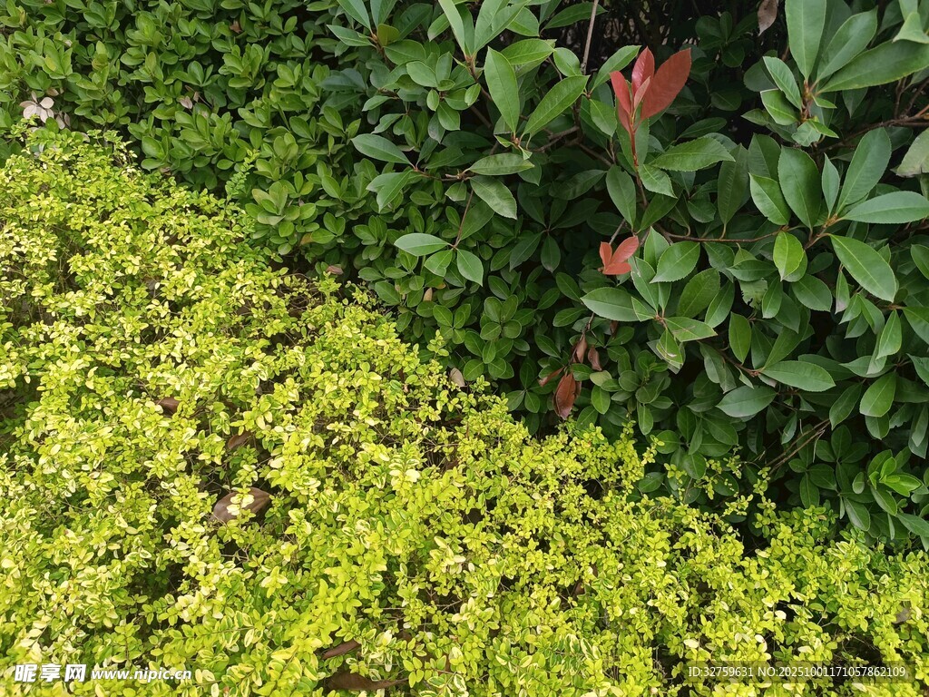 翠綠植物與紅邊植物景觀