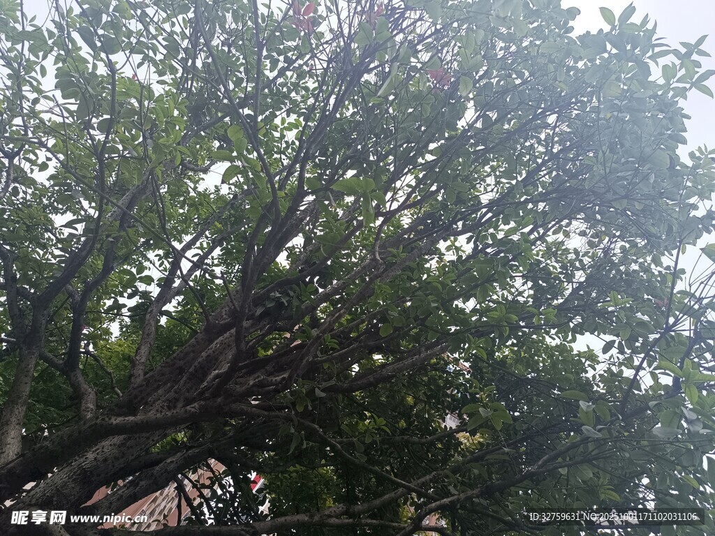 繁茂大樹(shù)枝葉間的光影
