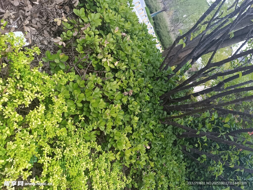 墻面上蔓延的翠綠苔蘚