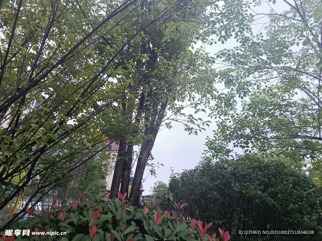 林間綠植景觀