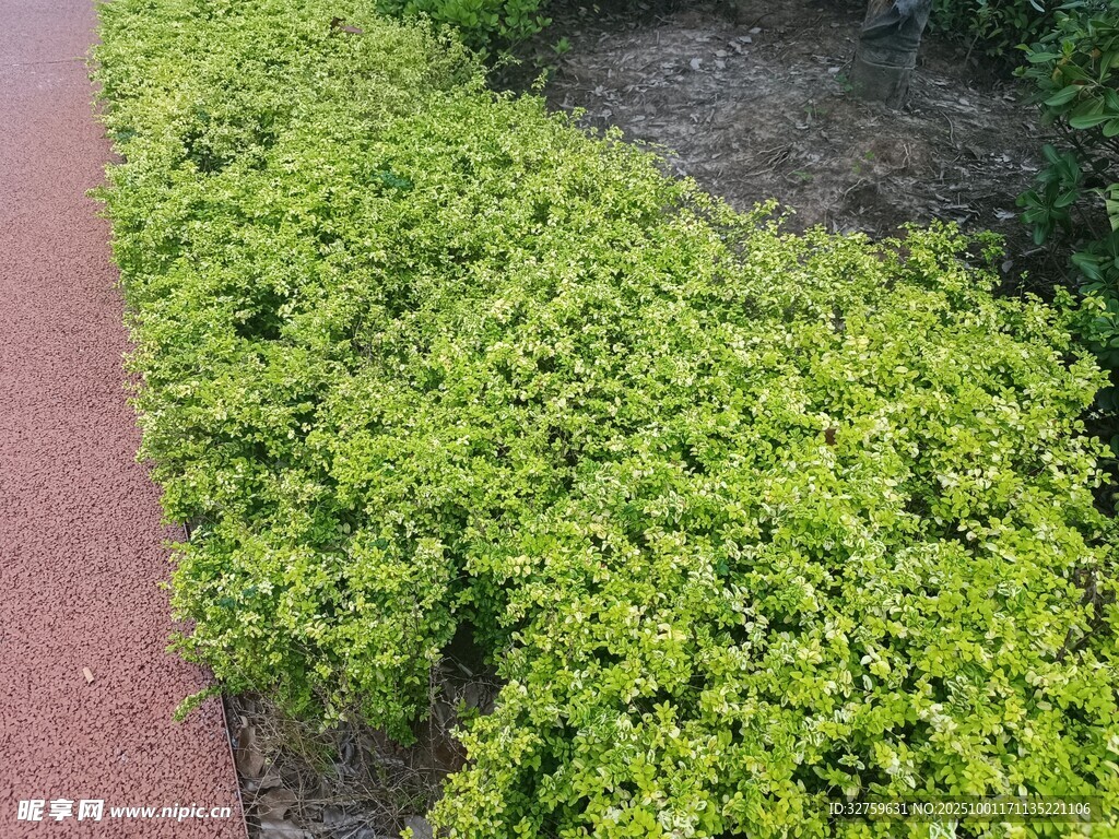 翠綠繁茂的低矮植物景觀