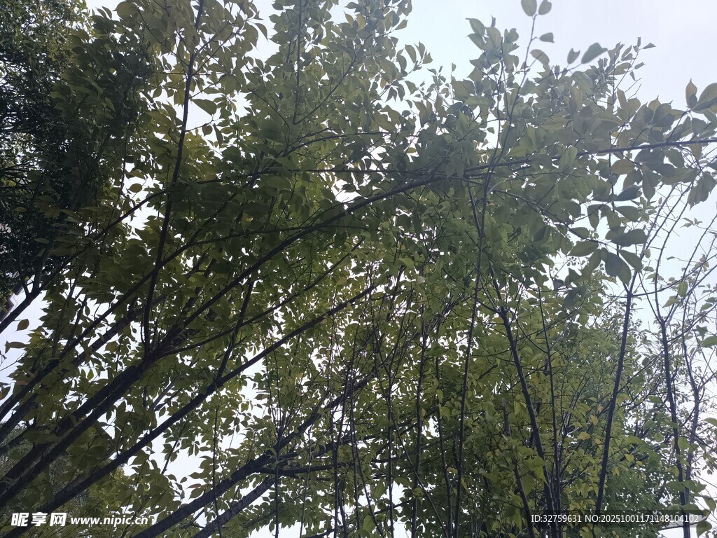 仰視茂密竹林景致
