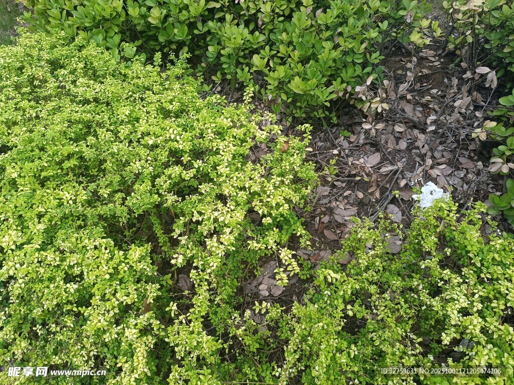綠意盎然的地面植被景觀