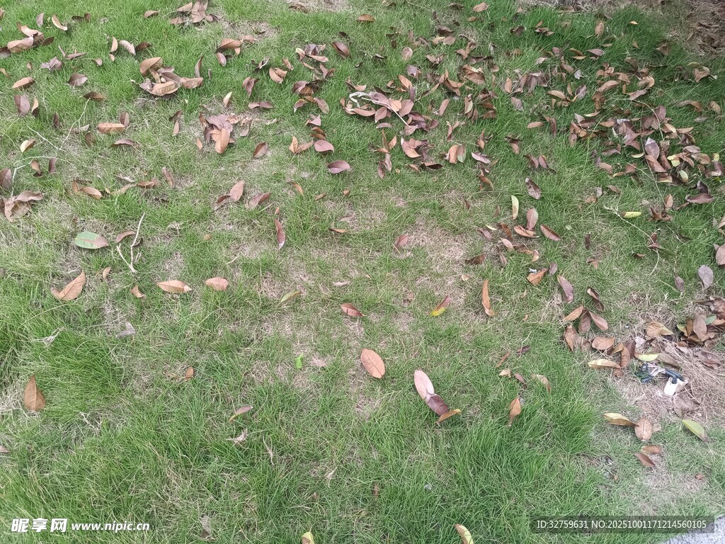 草地上散落的枯黃樹葉