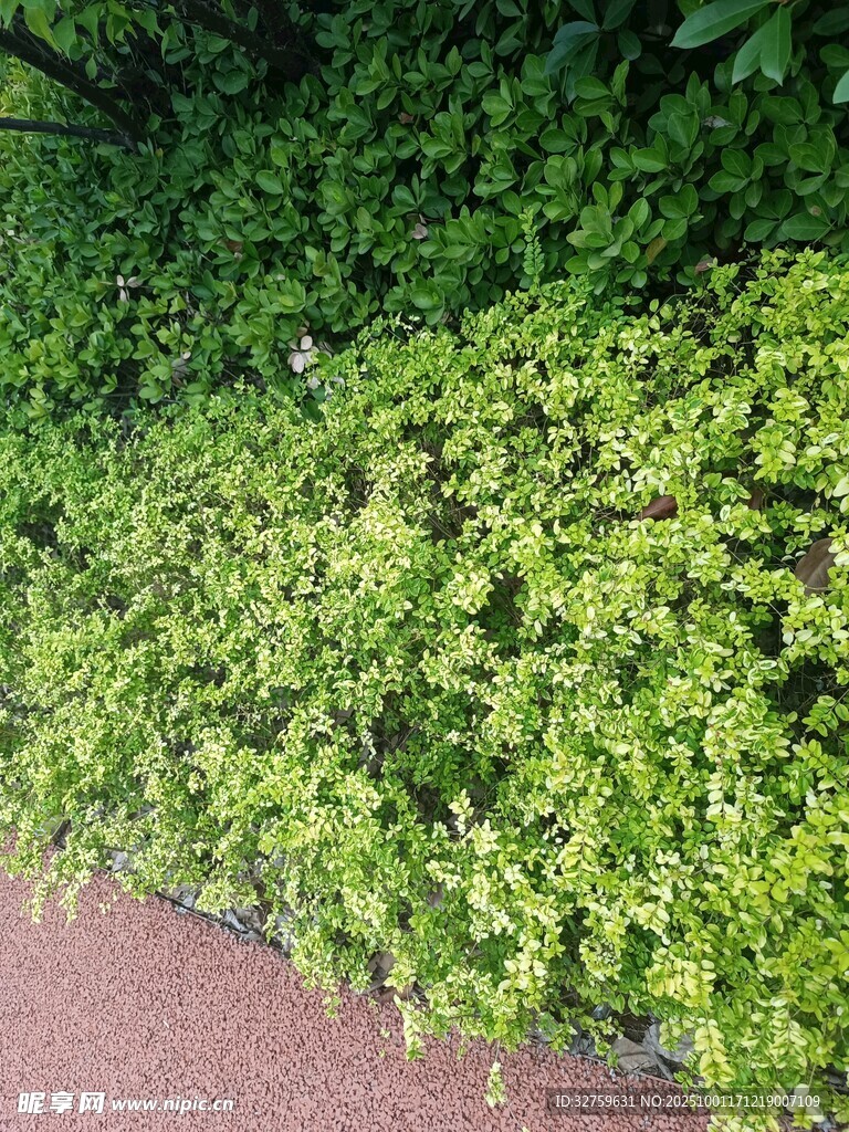 路邊翠綠繁茂的植物