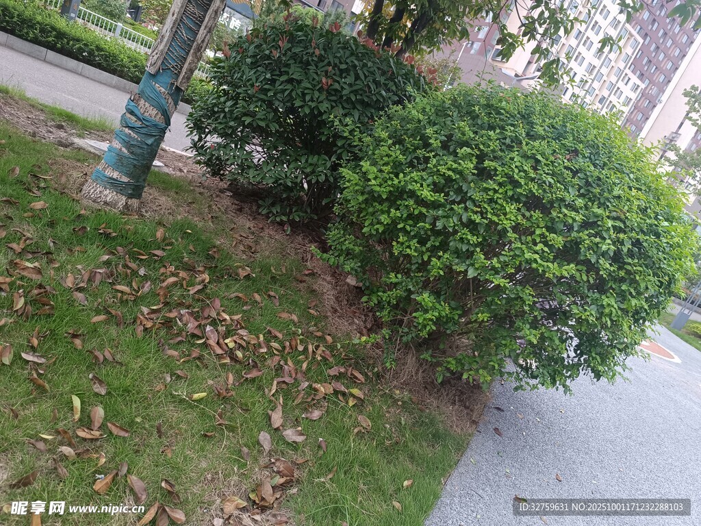 路邊翠綠灌木景觀