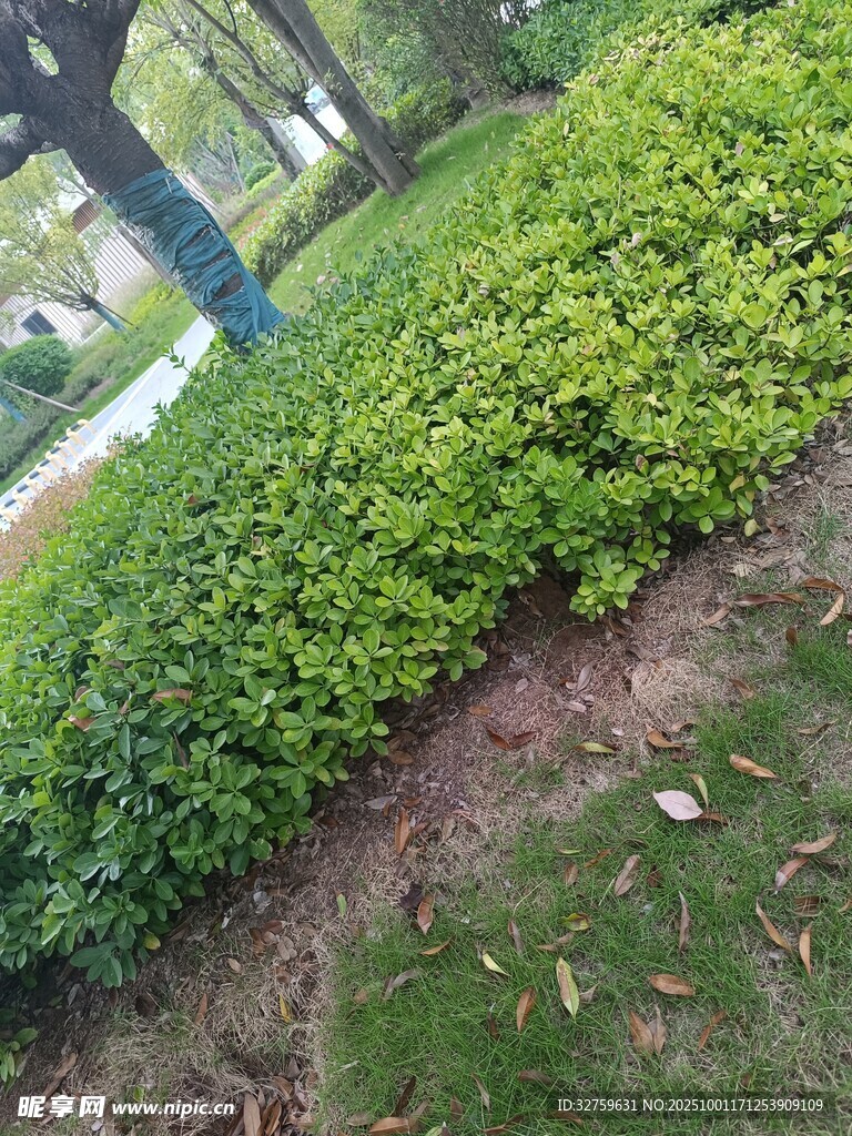 綠意盎然的路邊灌木叢