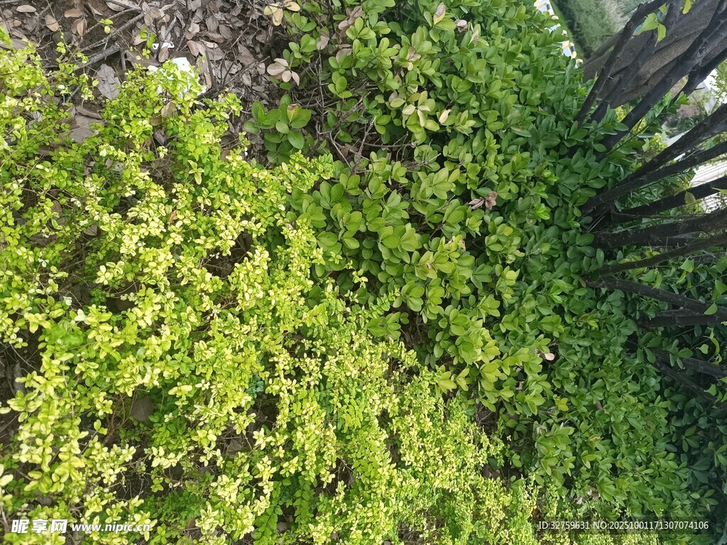 翠綠藤蔓覆蓋的繁茂景象