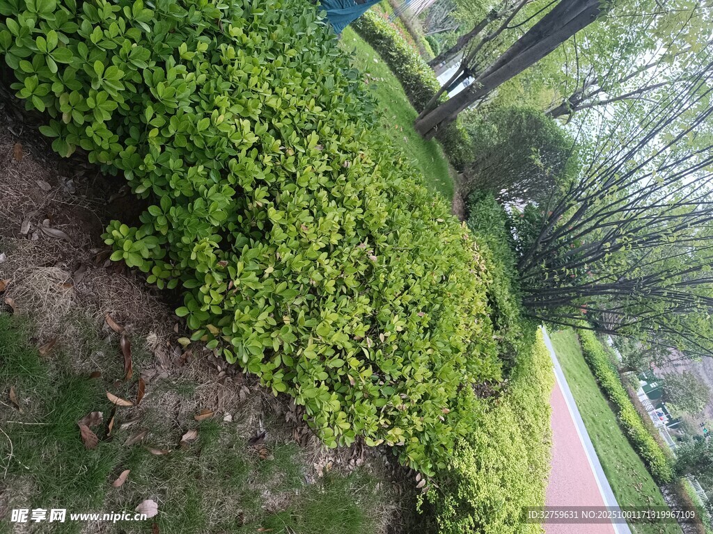 綠意盎然的園林小徑