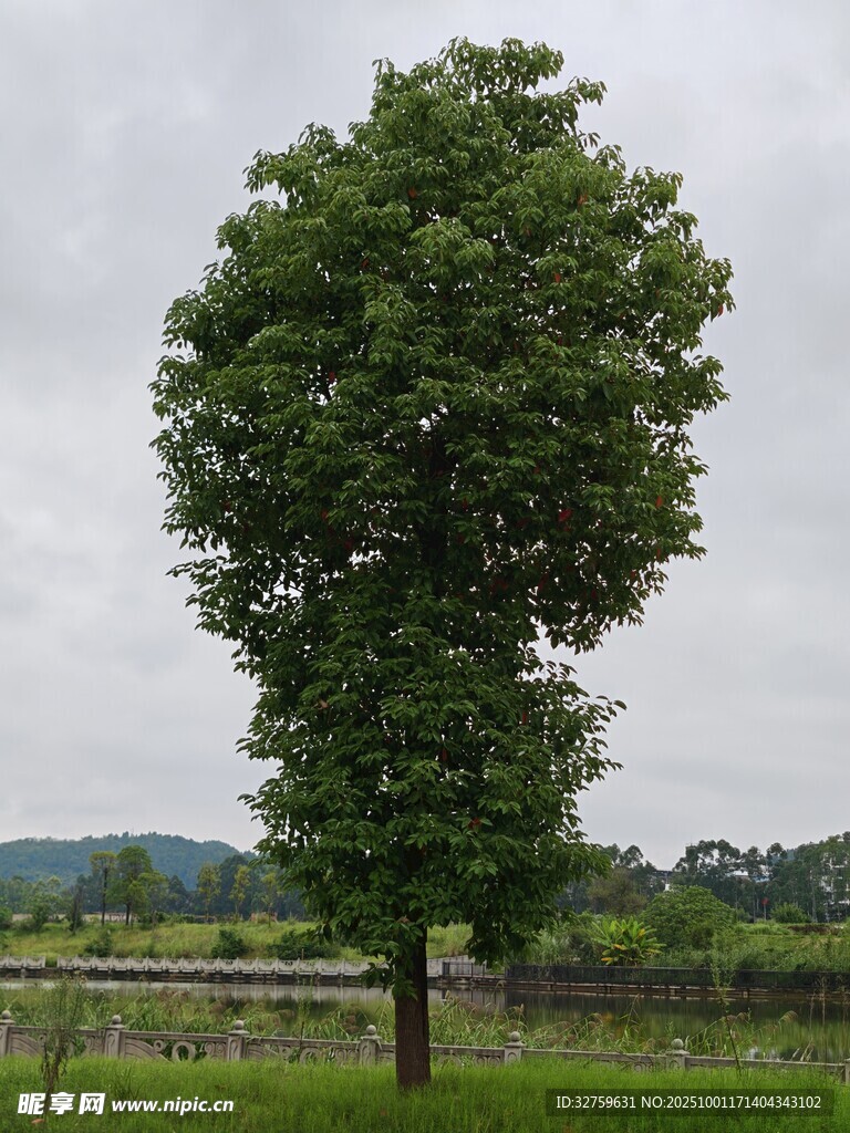 田野中挺拔的茂盛綠樹(shù)