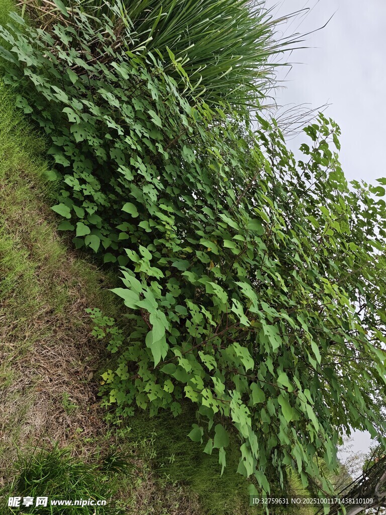 綠葉繁茂的戶外植物景觀