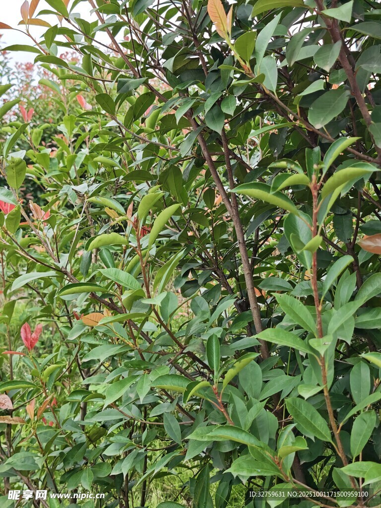 綠葉間的多彩植物景觀