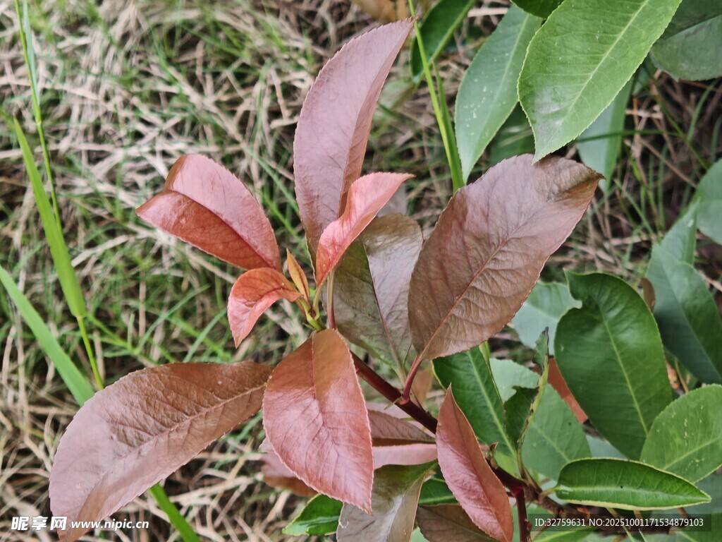 紅葉植物特寫
