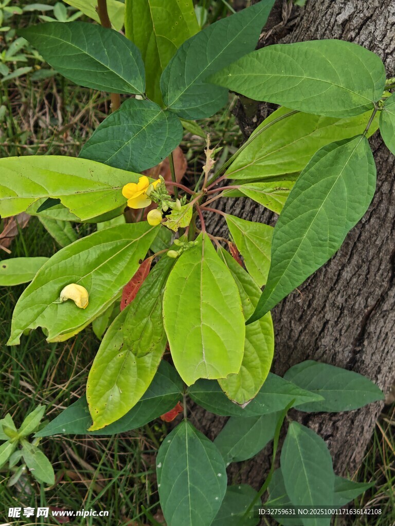 綠葉間的多彩植物花朵
