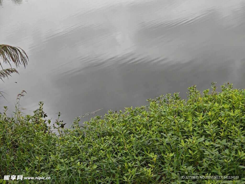 湖畔綠植與水面波紋景象