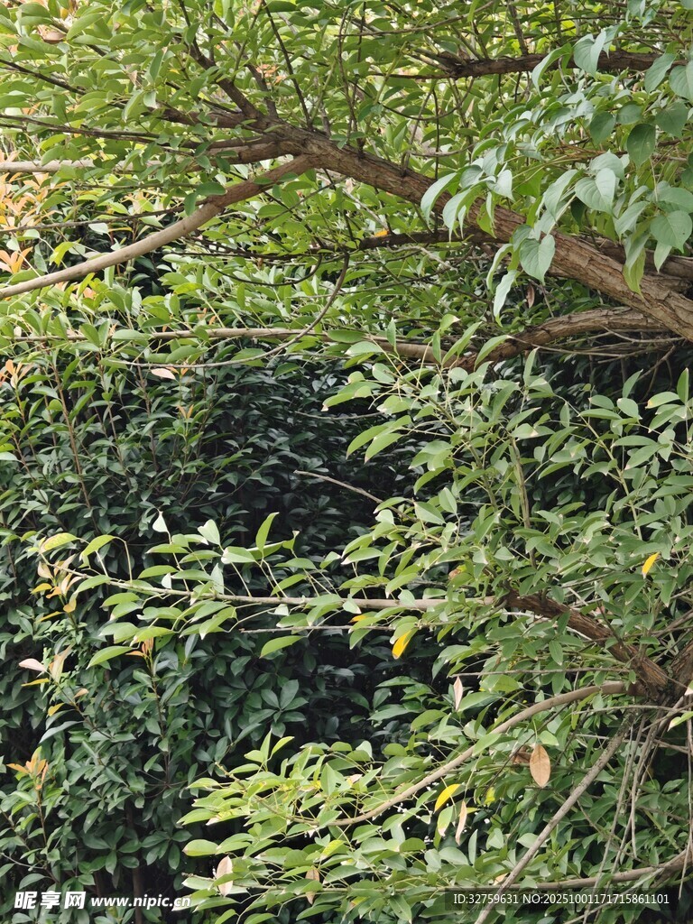 繁茂綠葉的生機(jī)景象