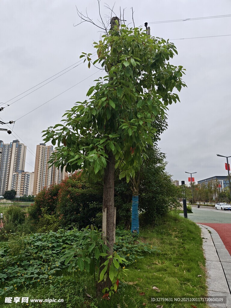 路邊綠樹與城市背景景觀