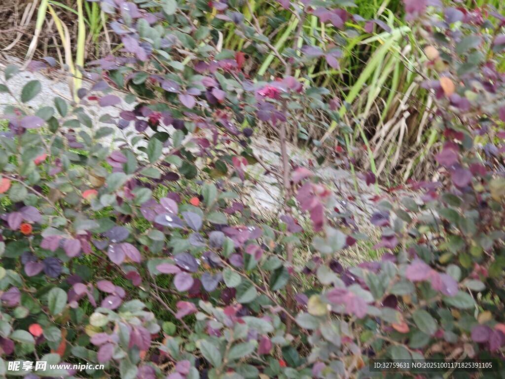 多彩植物景觀