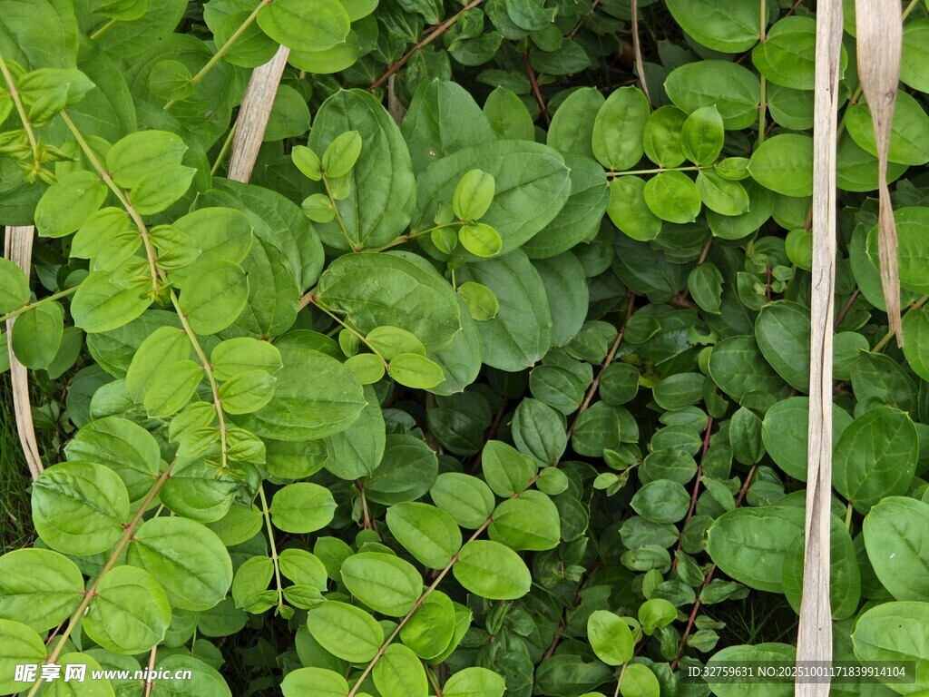 翠綠繁茂的多樣植物群落