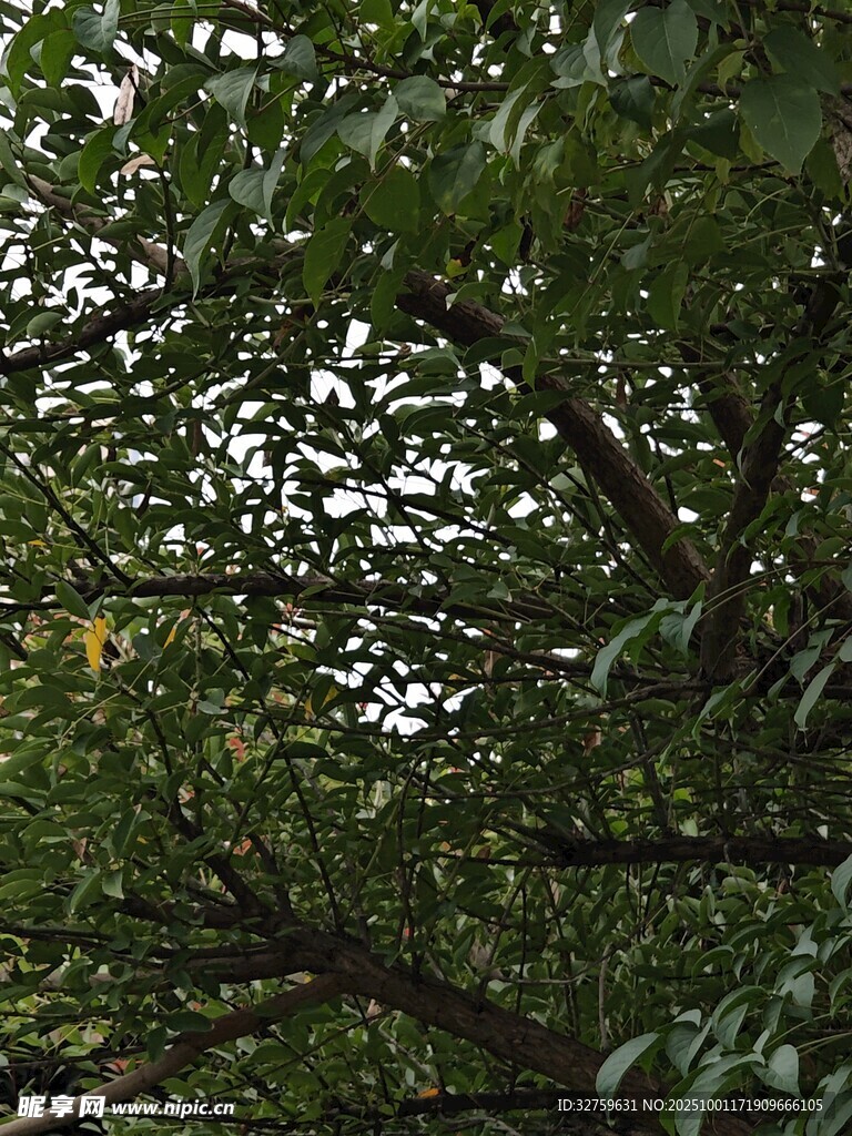 繁茂枝葉下的自然景致