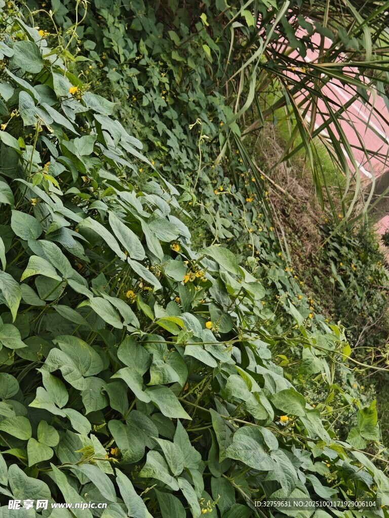 翠綠繁茂的藤蔓植物