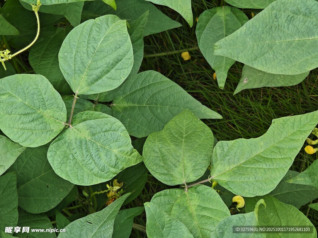 翠綠飽滿的大豆葉片