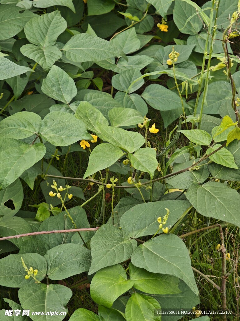 綠葉間綻放的黃色小花