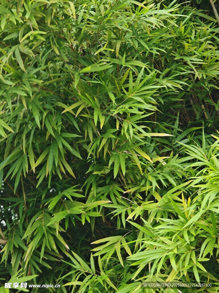 翠綠竹葉
