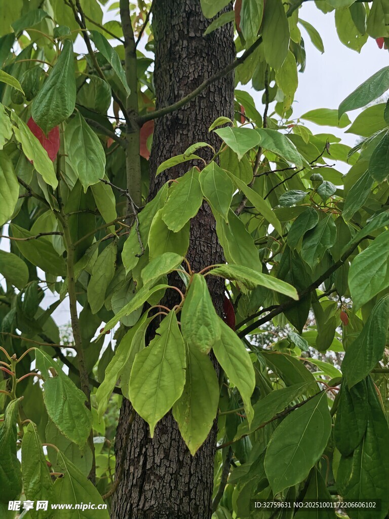 樹(shù)干旁繁茂的綠葉植物